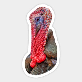 Turkey Gobbler Sticker